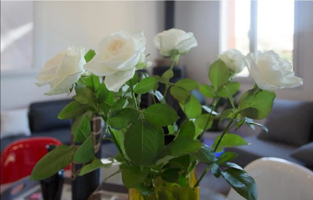 Pinede Man Yelle Apartment Sanary-sur-Mer